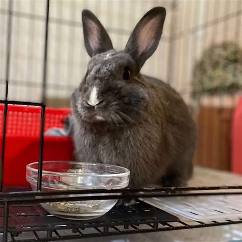 養兔子破財|飼養兔子常被問到的七個問題